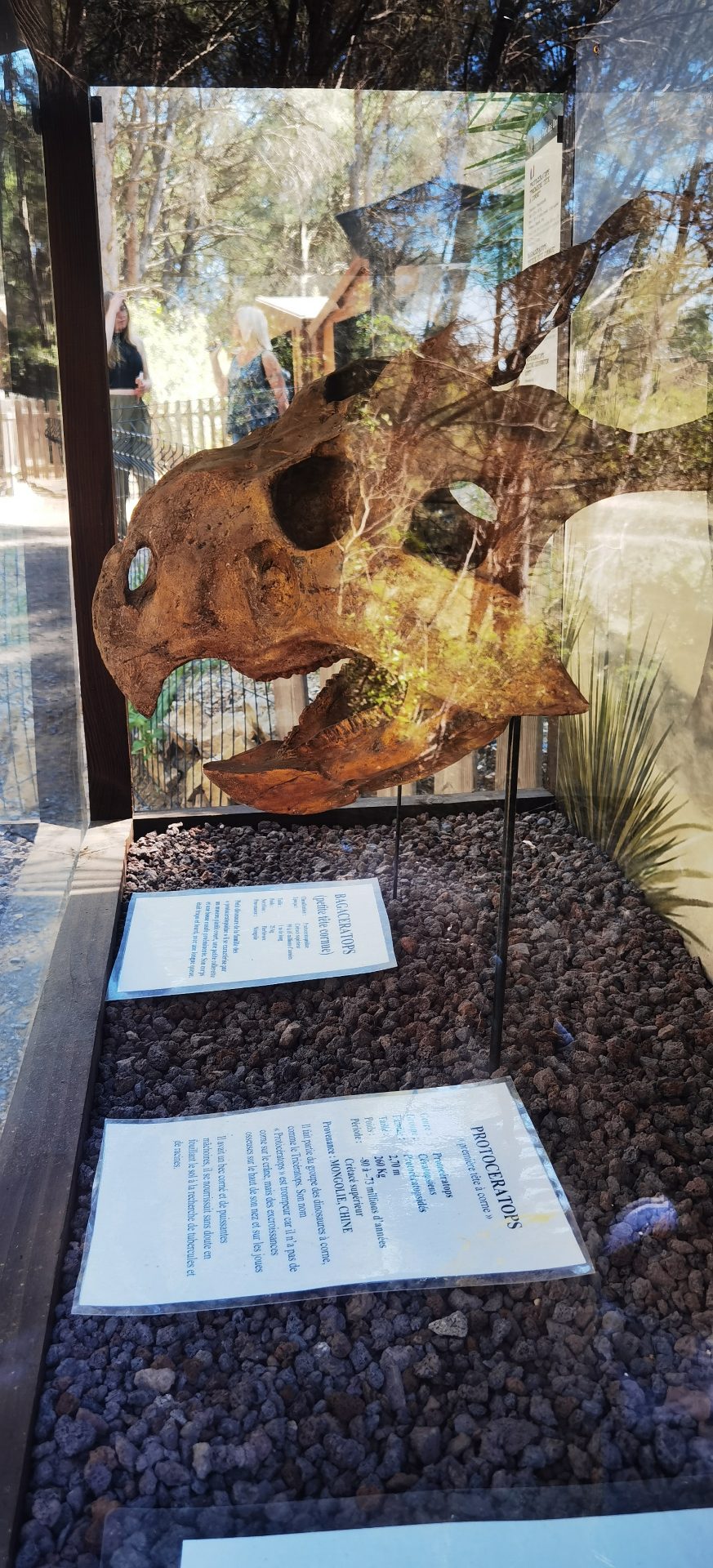 Crâne de Protoceratops exposé sous vitrine au Musée-Parc des Dinosaures de Mèze