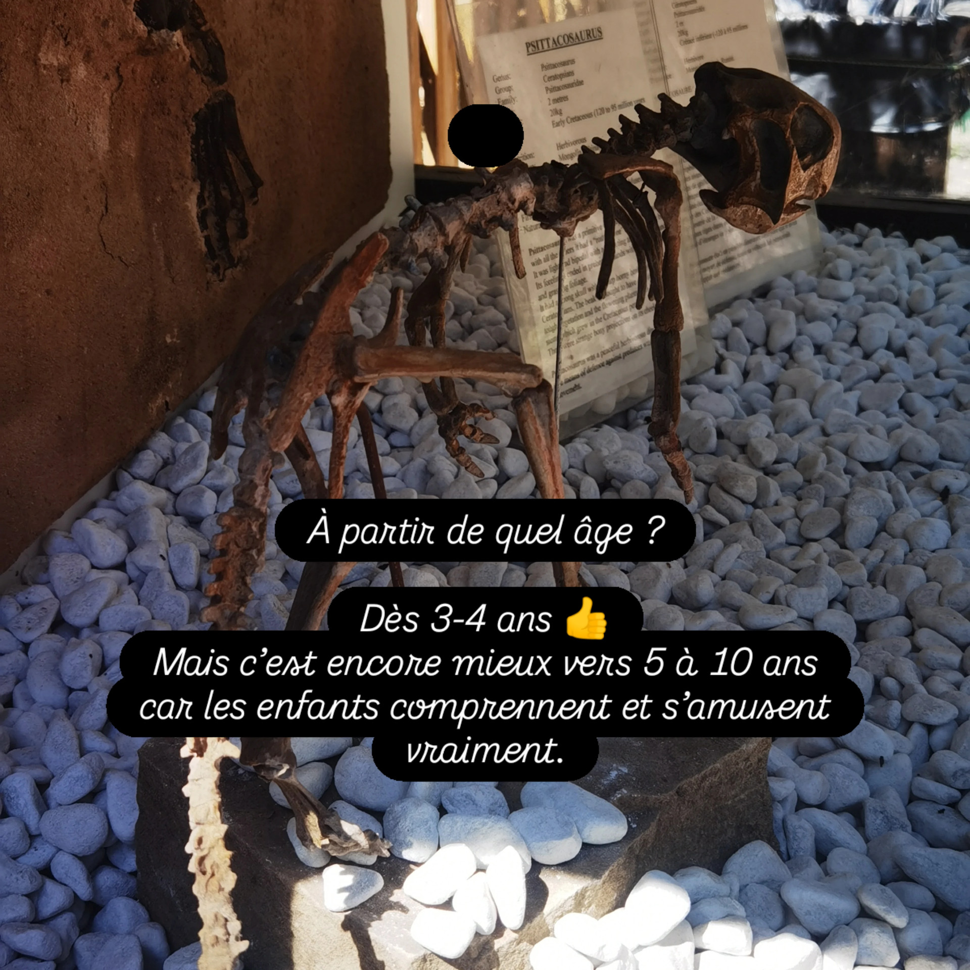Squelette de Psittacosaurus exposé au Musée-Parc des Dinosaures de Mèze